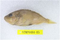 藏品(囊頭鮋)的圖片